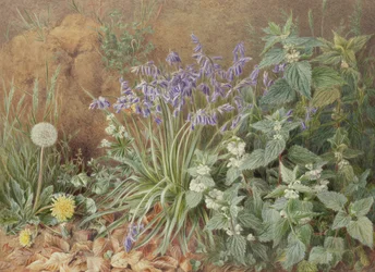 Wilde bloemen